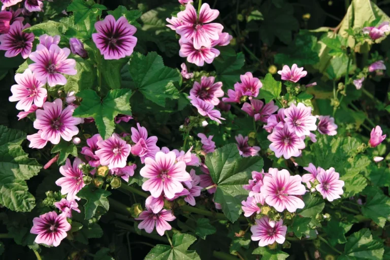 Malva sylvestris