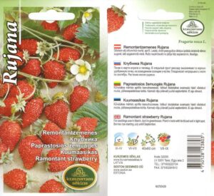 Земляника ремонтантная "Rujana" KURZEMES SĒKLAS 0,1 г
