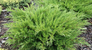 Juniperus × pfitzeriana "Mint Julep"