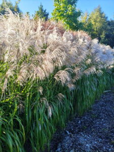 Miscanthus sinensis Memory