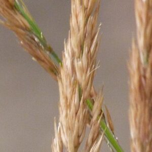 Calamagrostis × acutiflora (2)