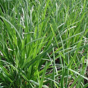 Garlic chives 1 g