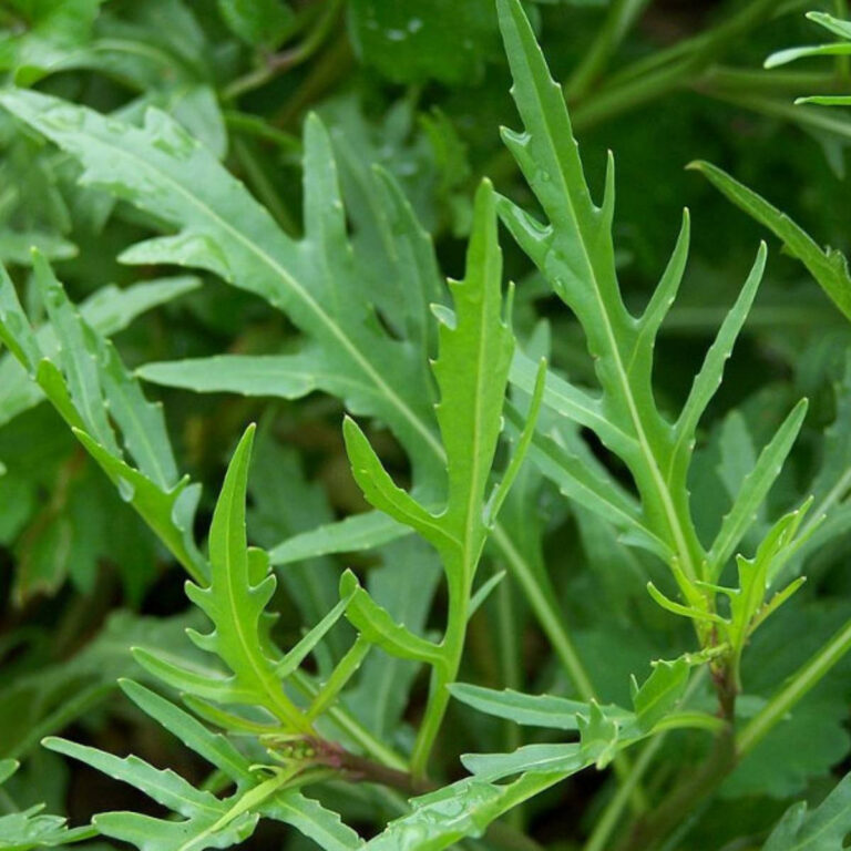 Müür-liivsinep WASABI RUKOLA AKONE 0,2 g