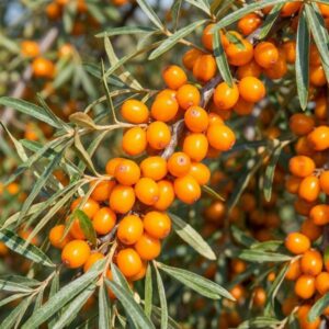 Astelpaju "Botanitšeskaja ljubitelskaja" (Hippophae rhamnoides)