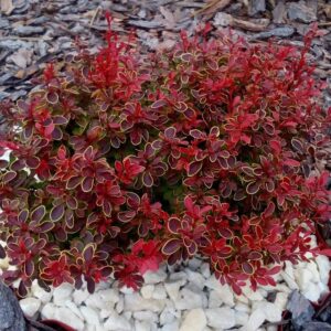 Japanese barberry "Pechcin"
