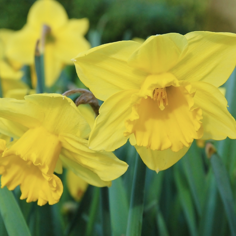 Narcissus trumpet "Carlton"