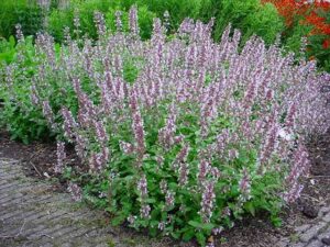 Nepeta grandiflora "Dawn to Dusk"
