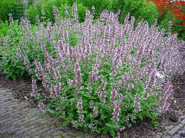 Nepeta grandiflora "Dawn to Dusk"
