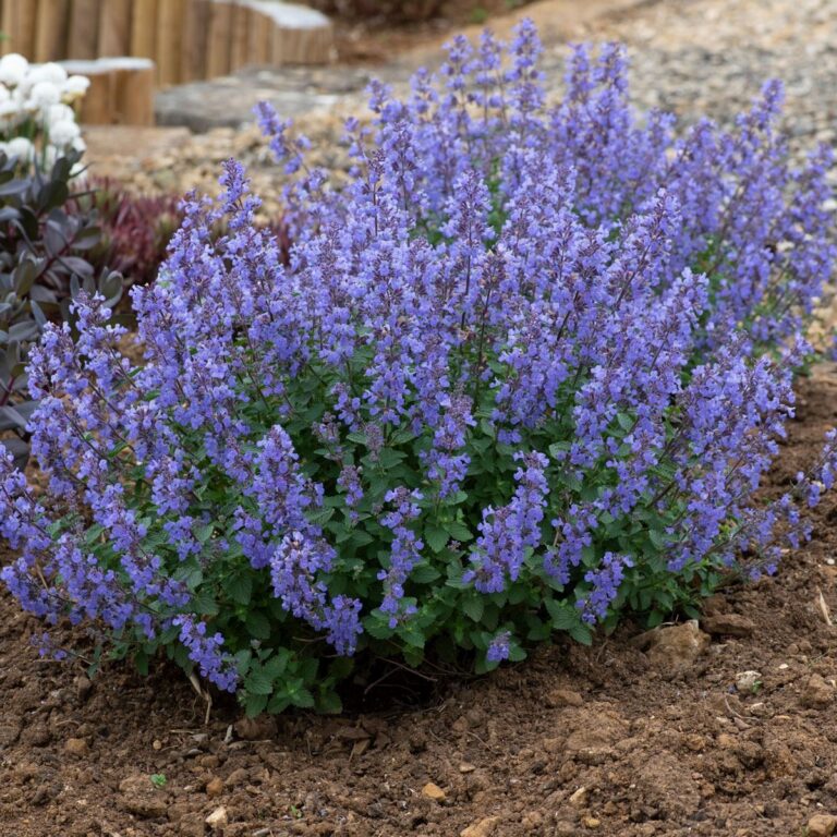 Nepeta "Purrsian Blue"