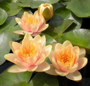 Кувшинка Nymphaea "Aurora" комплект для посадки