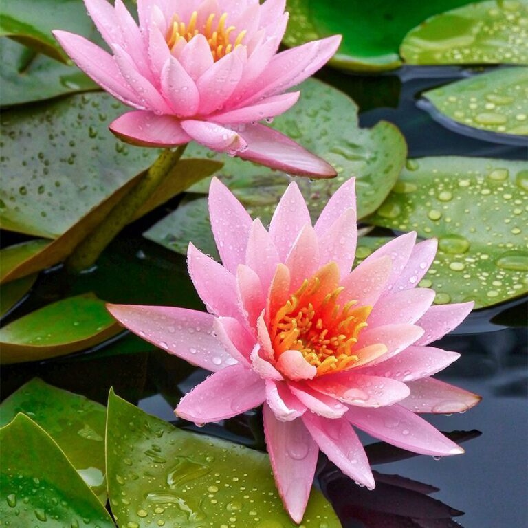 Nymphaea "Pink Opal" istutuskomplekt