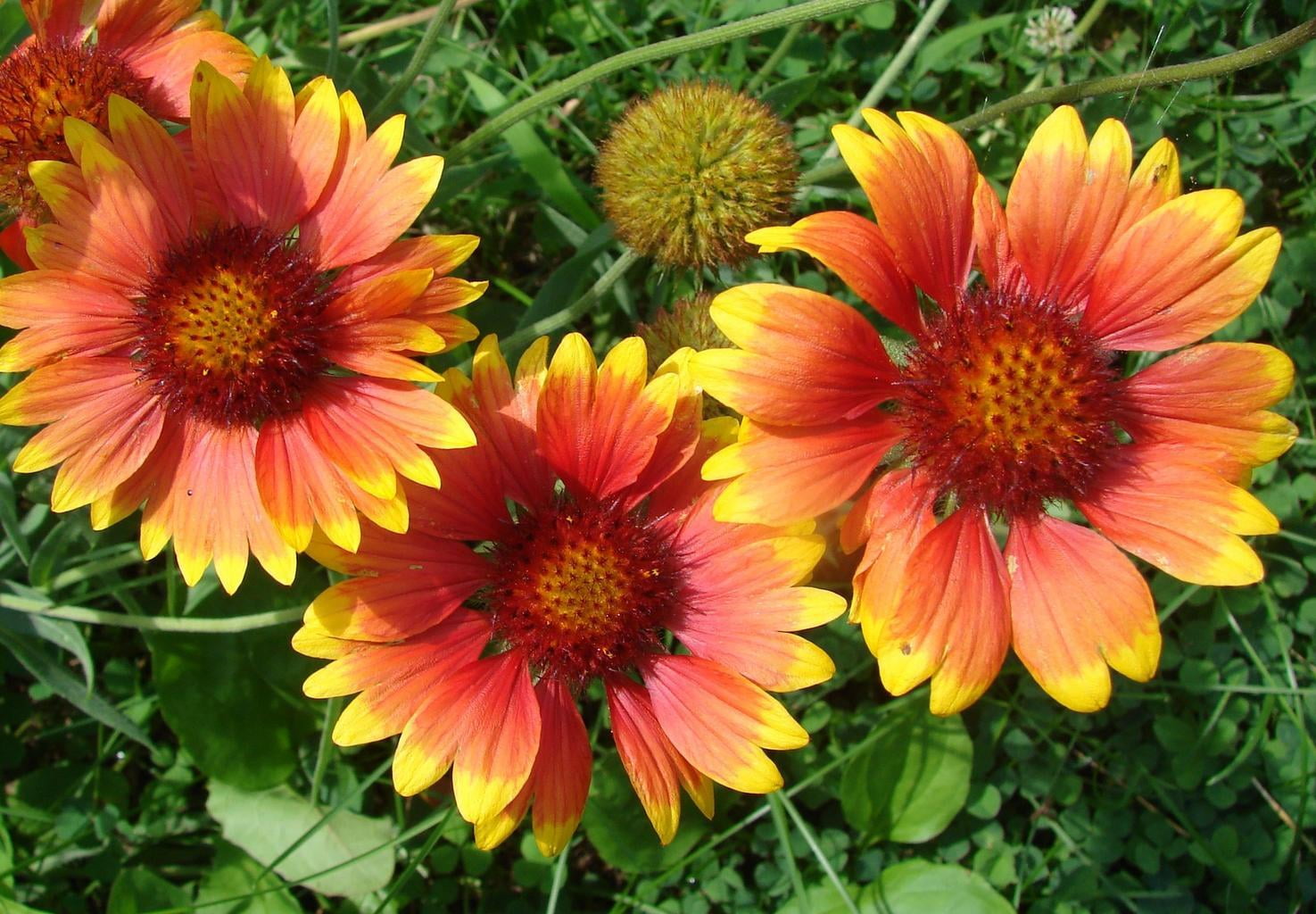 Blanket flower Toraf 1 g