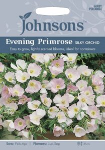 Kaunis ööküünal "Evening Primrose" 250 seemet