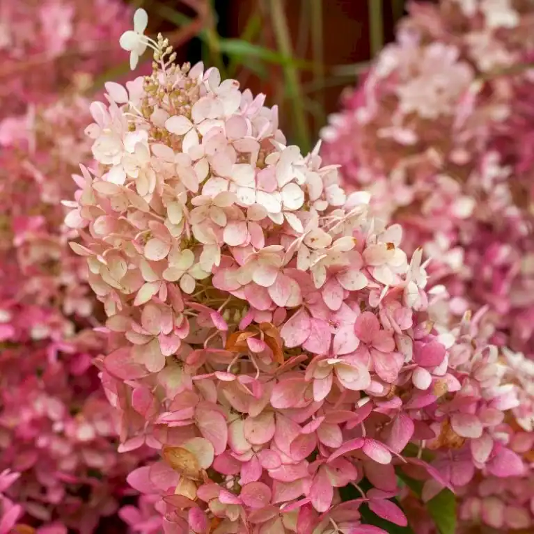 Hydrangea paniculata "Tickled Pink"