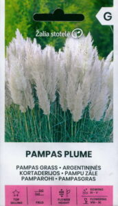 Pamparohi valge "Pampas Plume" Žalia stotele 0,2 g