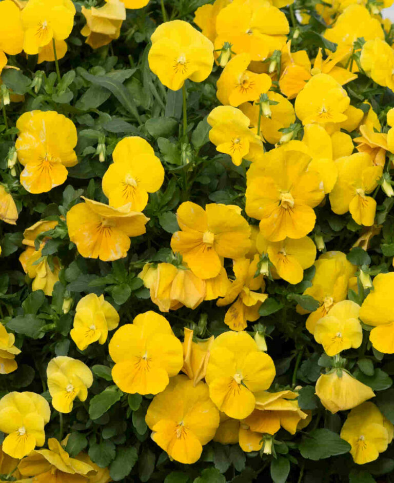 Pansy "Coronation Gold", 0.3 g, Žalia stotelė