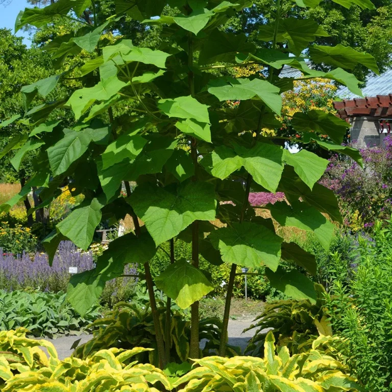 Paulownia tomentosa (kininė paulovnija)