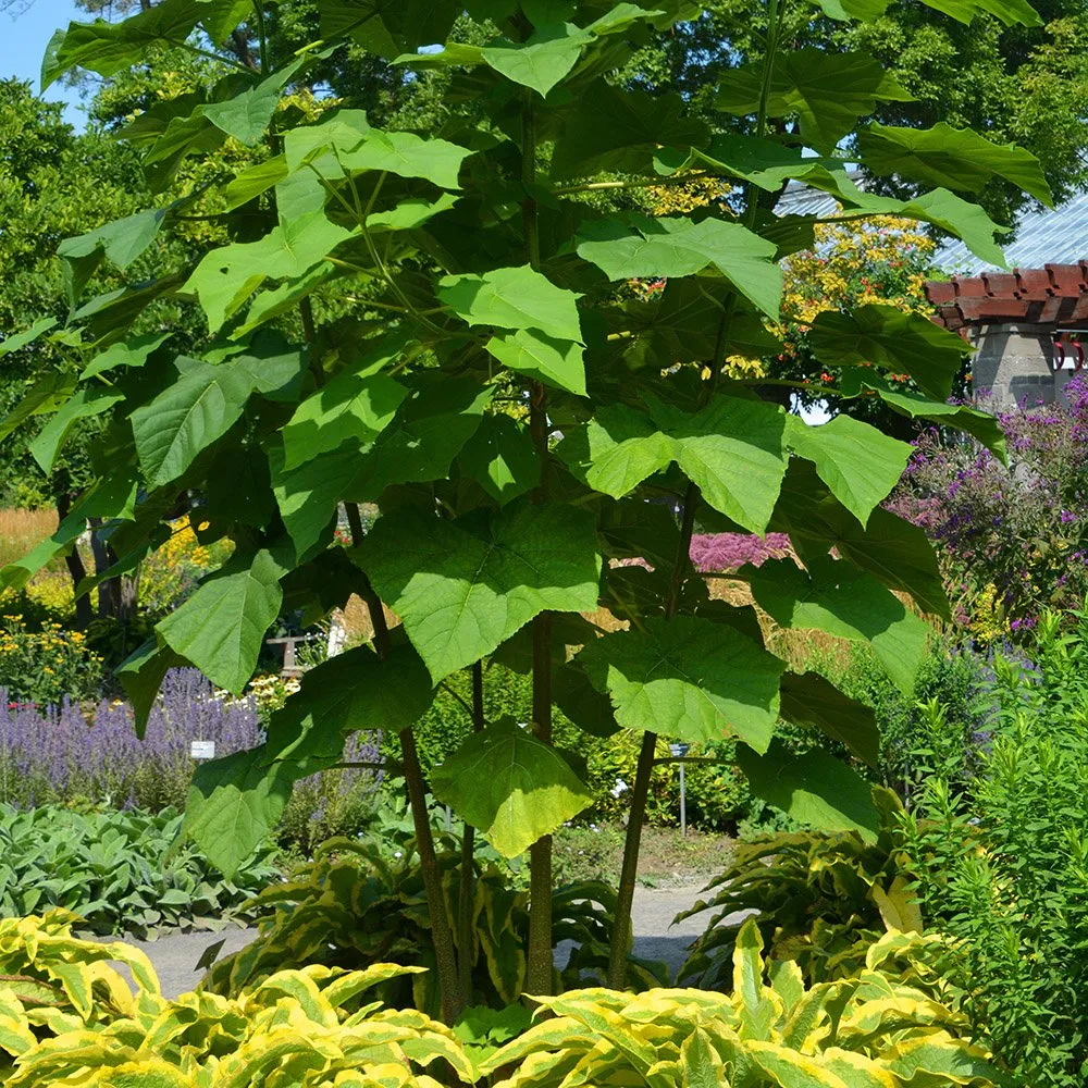 Paulownia tomentosa (keisaripuu)
