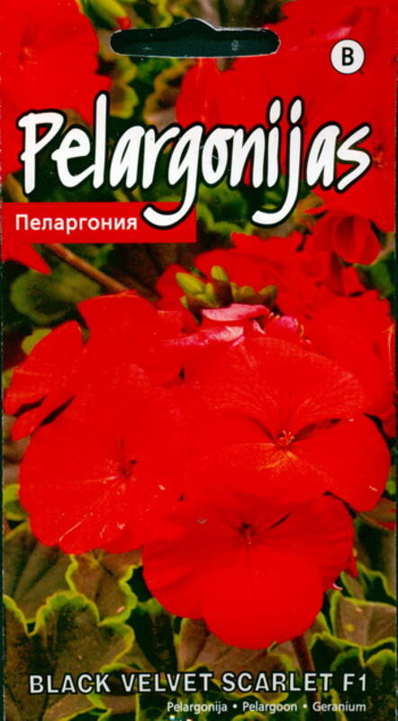 Pelargoon "Black Velvet Scarlet" H KURZEMES SĒKLAS 5 s