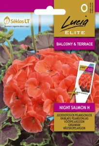 Vöötpelargoon "Night Salmon H" Lucia ELITE 7 s.