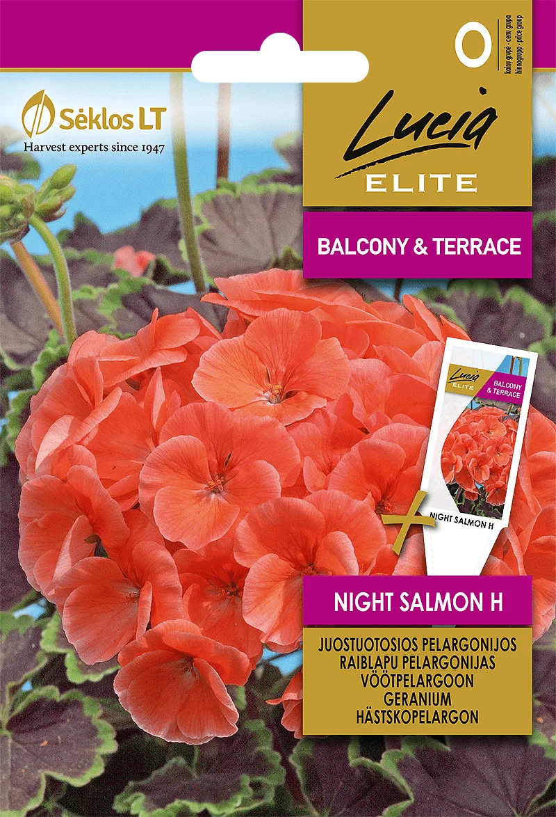 Пеларгония зональная "Night Salmon H" Lucia ELITE 7 шт.