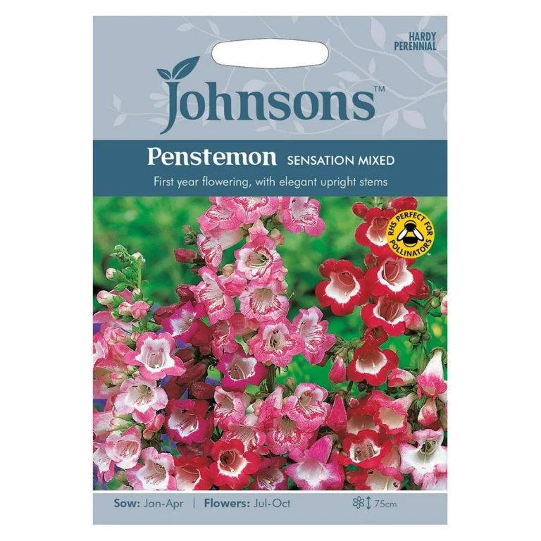 Emajuurjas peekerlill (Penstemon) Johnsons 500 s.