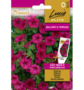 Petuunia "Diamond H Purple" Lucia ELITE 7 s.