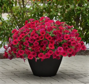 Petunia hybrida "Tidal Wave Hot Pink" Muller 5 s.