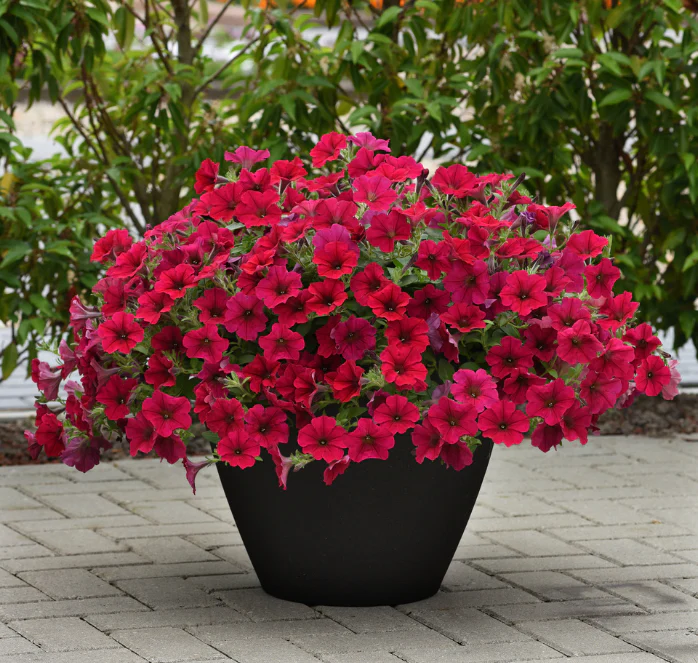 Petunia hybrida "Tidal Wave Hot Pink" Muller 5 siementä