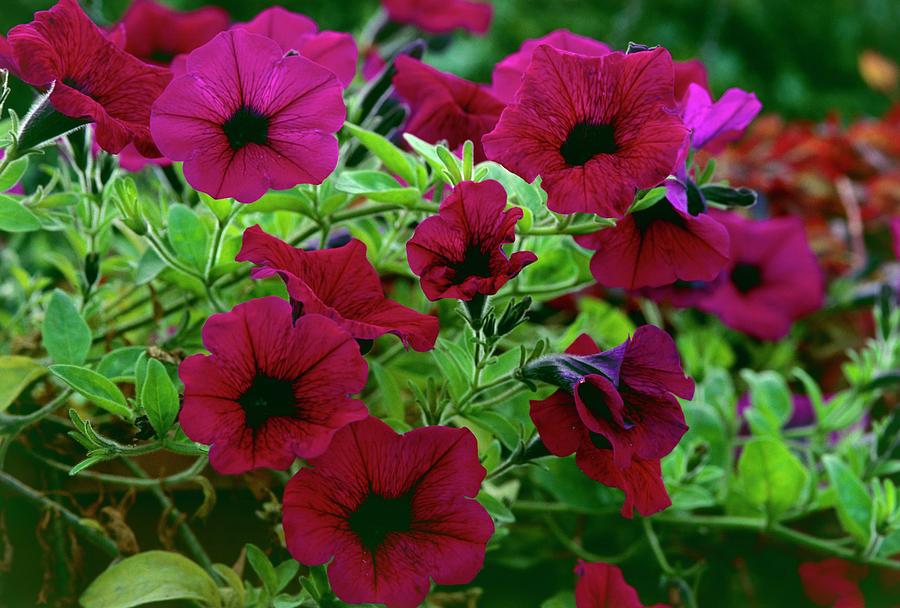 Giant petunia Shock Wave F1 10 seeds