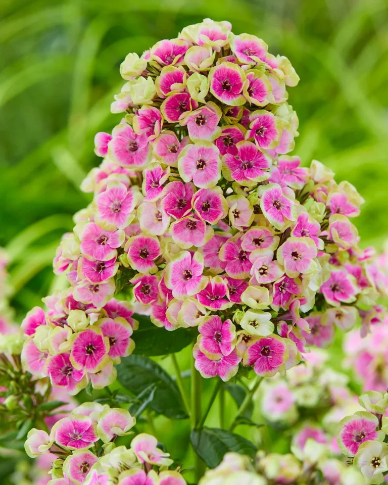 Phlox paniculata "Orchid Yellow"