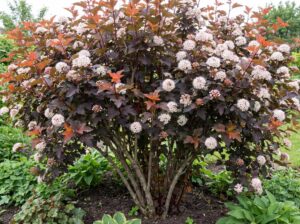 Physocarpus opulifolius "Andre"