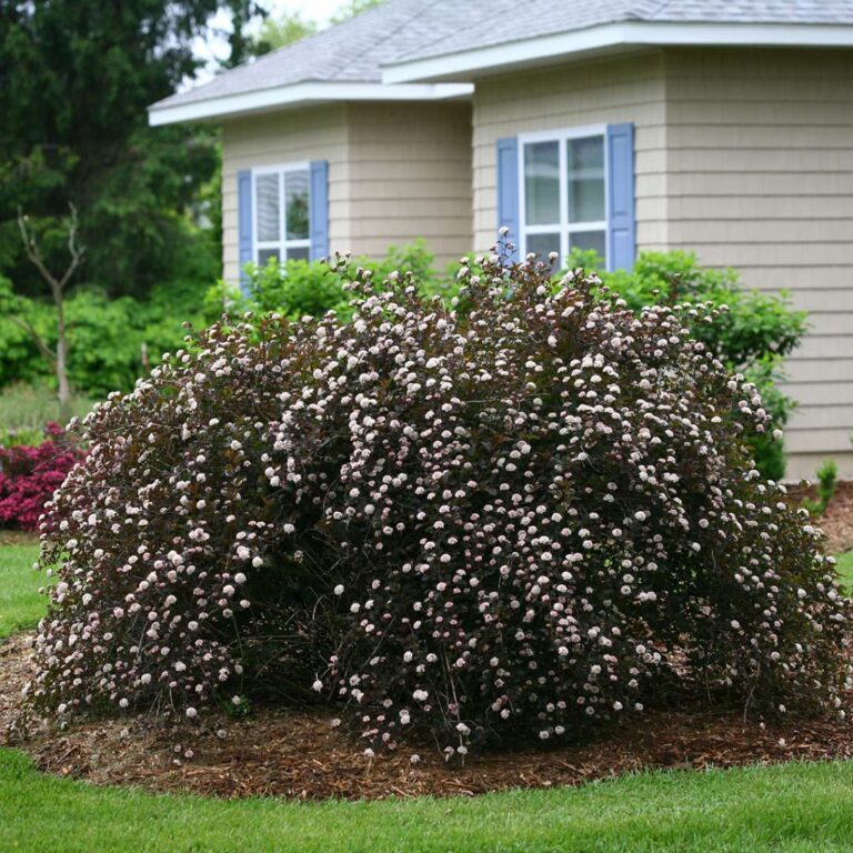 Physocarpus opulifolius "Seward" 20 cm pott