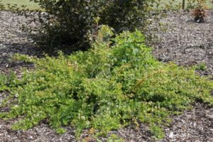 Physocarpus capitatus "Tilden Park"