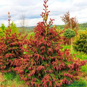 Picea abies "Rydal"