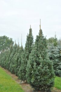 Ель колючая Picea pungens glauca "Iseli Fastigiate" 50 см