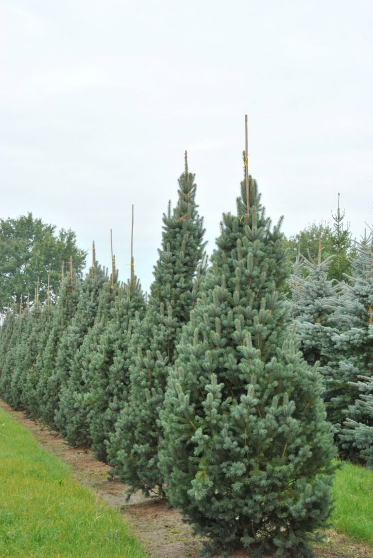 Ель колючая Picea pungens glauca "Iseli Fastigiate" 50 см