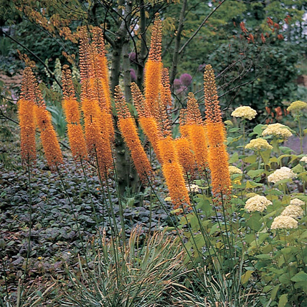 Eremurus "Cleopatra"