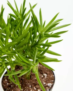 Peperomija (Peperomia), veislių mišinys