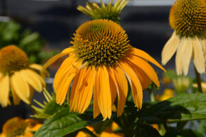 Punane siilkübar "PolyNation TM Yellow" Baltic Agro 5 s.