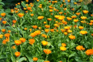 Apteegi saialill "Art Shades" AGRONOM 1 g