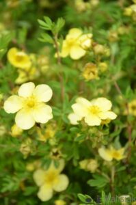 Potentilla fruticosa "Zoe"