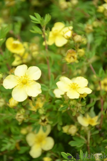 Potentilla fruticosa "Zoe"