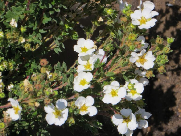 Potentilla fruticosa "Abbotswood" 15 cm pott