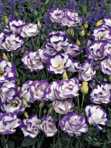 Eustoma grandiflora "Carmen Blue Rim" F1 5s.