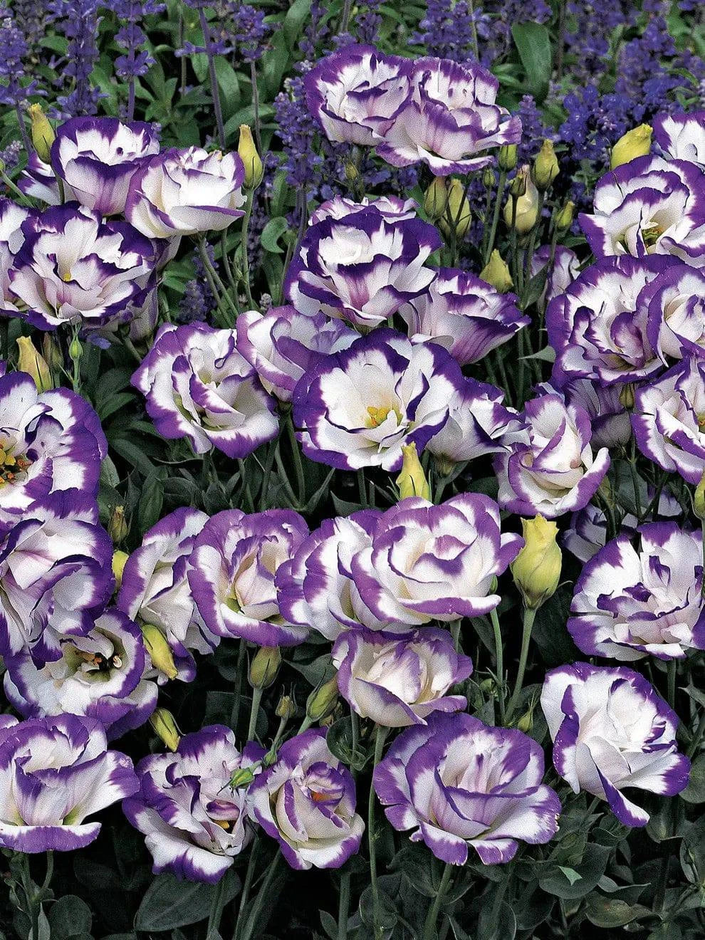 Lisianthus "Carmen Blue Rim" F1, 5 seeds
