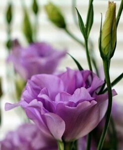 Eustoma grandiflora "Carmen Lilac" F1 5s.