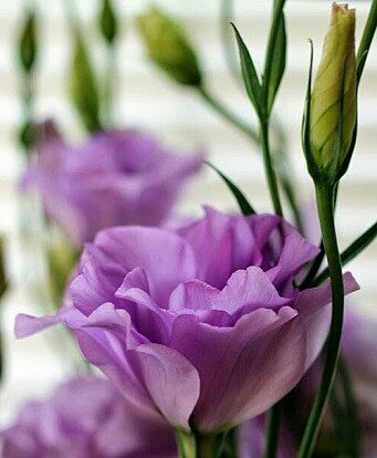 Lisianthus "Carmen Lilac" F1, 5 seeds