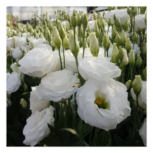 Eustoma grandiflora "Carmen Ivory" F1 5s.