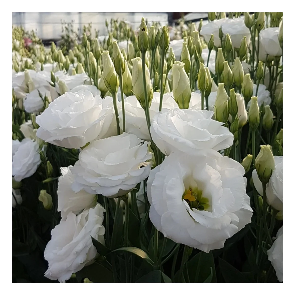 Lisianthus "Carmen Ivory" F1, 5 seeds